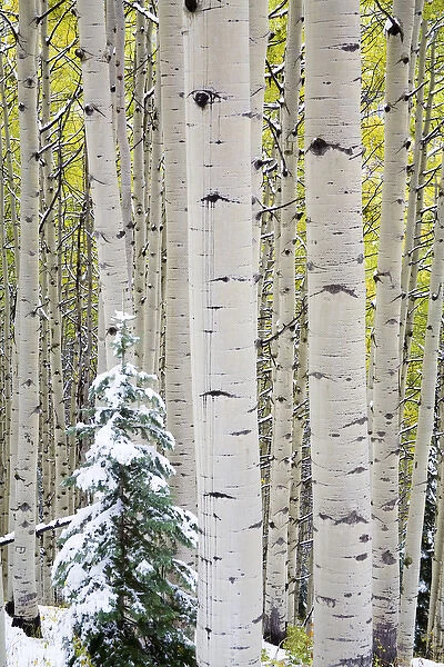 North America, USA, Colorado, Kebler Pass, Snow covered Aspens with Autumn Color