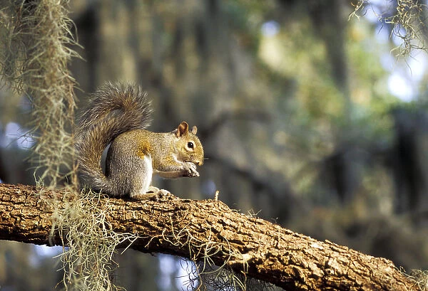 North America, USA, Florida. Grey Squirrel feeding on oak branch (Sciurus carolinensis)