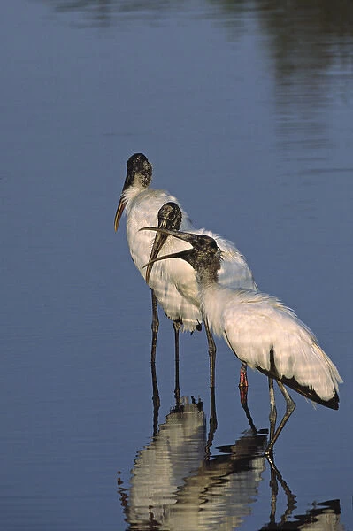 North America, USA, Florida, Merritt Island National Wildlife Refuge. Three Wood Storks