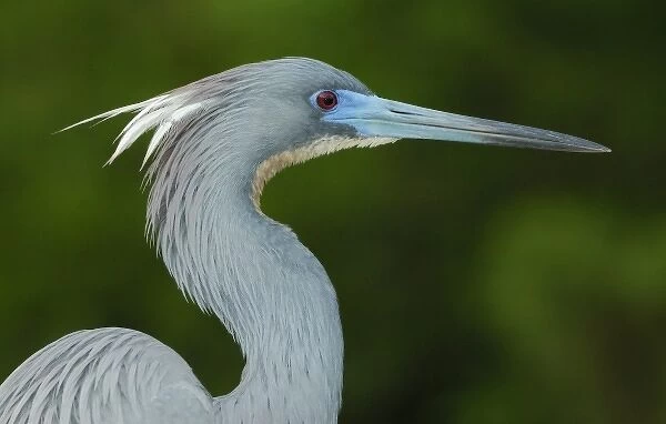 North America, USA, Florida, St. Augustine, a tri-colored heron portrait against a green background