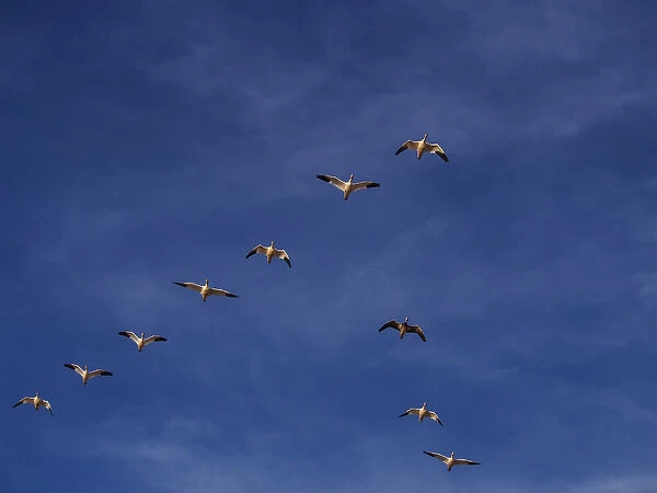 North America; USA; New Mexico; Bosque del Apache National Wildlife Refuge; Snow Geese
