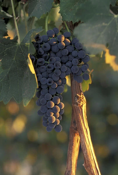 North America, USA, OR, Umatilla County, Seven Hills Vineyard grape cluster hangs