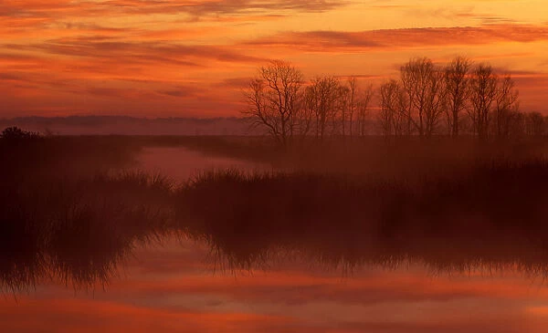 North America; USA; South Carolina; Foggy sunrise at Savannah National Wildlife Refuge