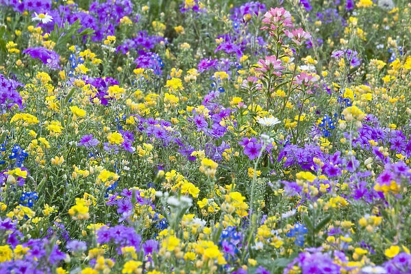 North America, USA, Texas. Field of wildflowers