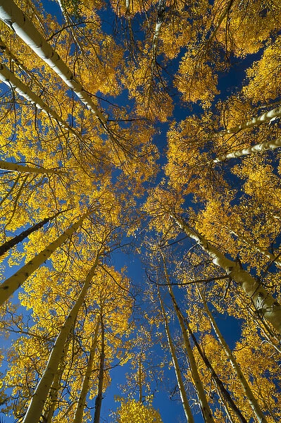North America, USA, Utah, Autumn Aspen and Sky, Big Cottonwood Canyon, Wasatch Range, UT