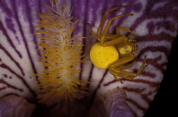 North America, USA, Washington, Olympic Penninsula. Yellow crab spider