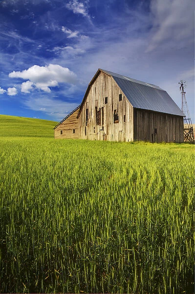 North America; USA; Washington; Palouse Country; Old Barn Surrounded by Spring Wheat Field