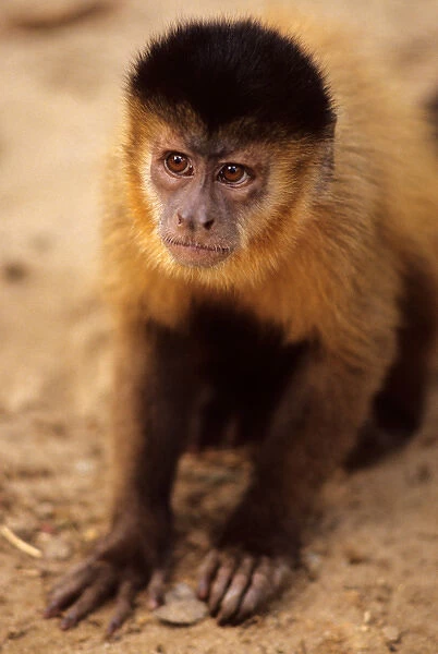 North-east Brazil. Monkey