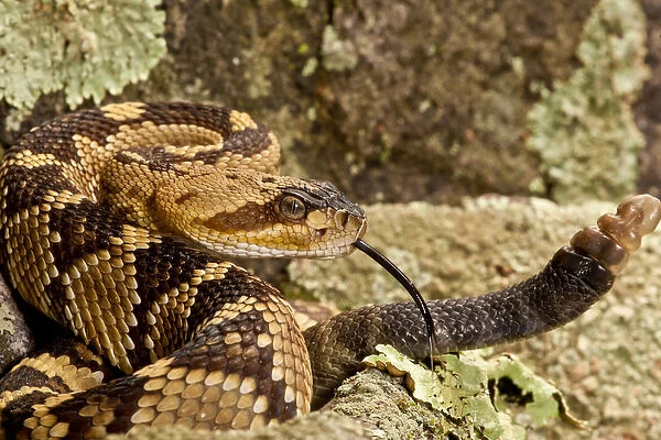 Northern Black-tailed Rattlesnake, Crotalus molossus, Native to Southwestern US