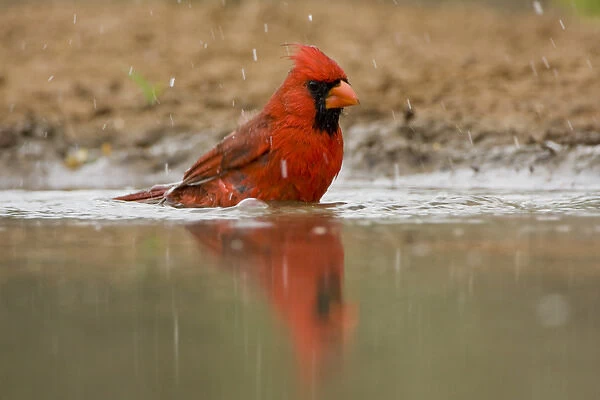 Northern Cardinal, Cardinalis cardinalis, Santa Clara Ranch, Rio Grande Valley, McCook