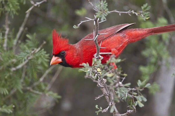 Northern Cardinal, Cardinalis cardinalis, adult male perched in brushy cover