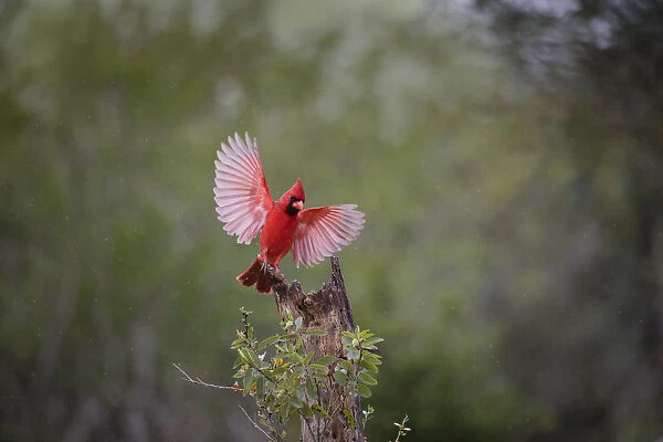 Northern cardinal (Cardinalis cardinalis) landing