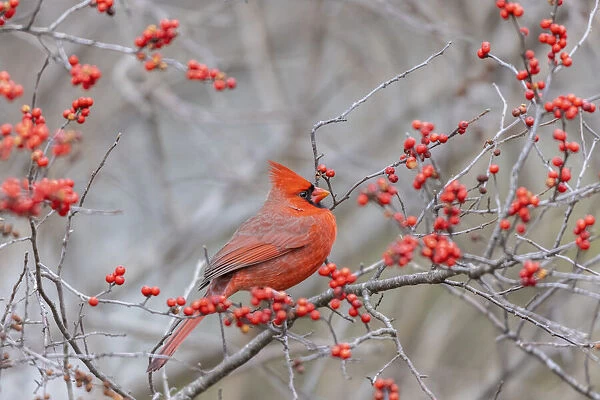 Northern cardinal male in winterberry bush, Marion County, Illinois