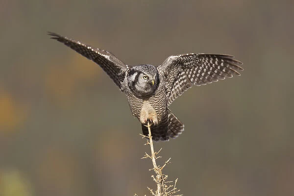 A northern hawk owl surveys the boreal forest for prey from its perch on a spruce