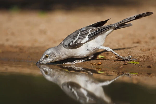 Northern Mockingbird (Mimus polyglottos) drinking at south Texas pond