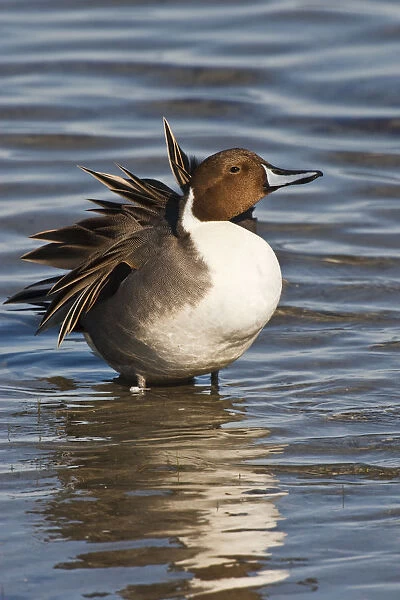 Northern Pintail (Anas acuta) male preening and resting in Laguna Madre, South Padre Island