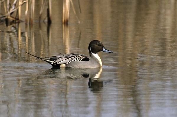 Northern pintail canada, north america