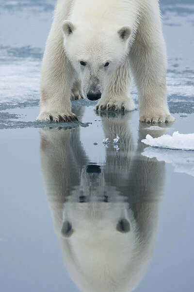 Norway, Svalbard, Nordaustlandet, Polar Bear (Ursus maritimus) reflected in meltwater