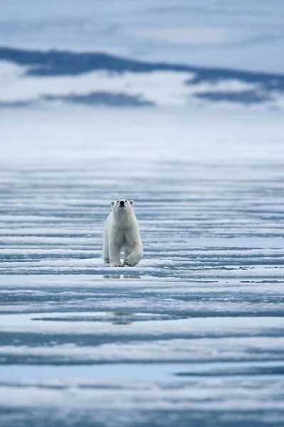 Norway, Svalbard, Nordaustlandet, Polar Bear (Ursus maritimus) walking on fjord ice