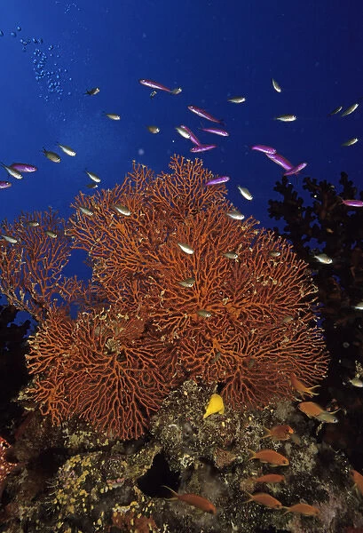 05. Oceania, Fiji. Colorful Sea Fans, other corals and Anthias