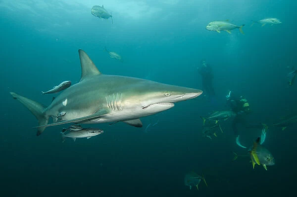Oceanic Black-tip shark (Carcharhinus limbatus) & Chum Bucket & Diver, Baited shark dive
