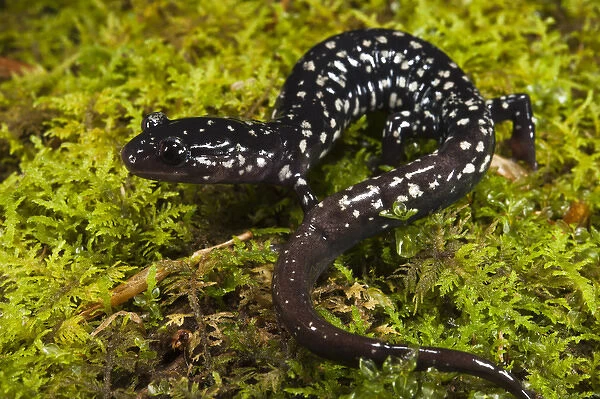 Ocmulgee Slimy Salamander (Plethodon ocmulgee) CAPTIVE North Georgia