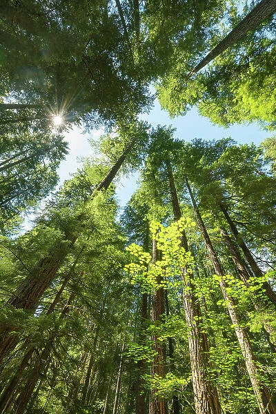 Ohanapecosh, old-growth forest, Mount Rainier National Park