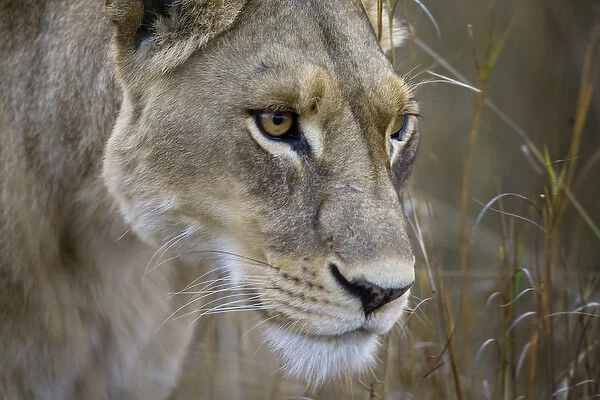 Okavango Delta, Botswana. Close-up of a female lion
