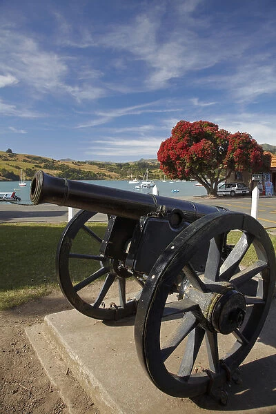 Old cannon and pohutukawa tree, Akaroa, Banks Peninsula, Canterbury, South Island