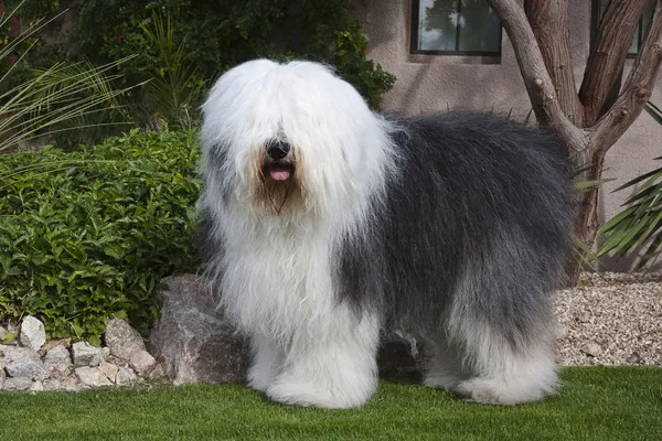 An Old English Sheepdog standing in a garden