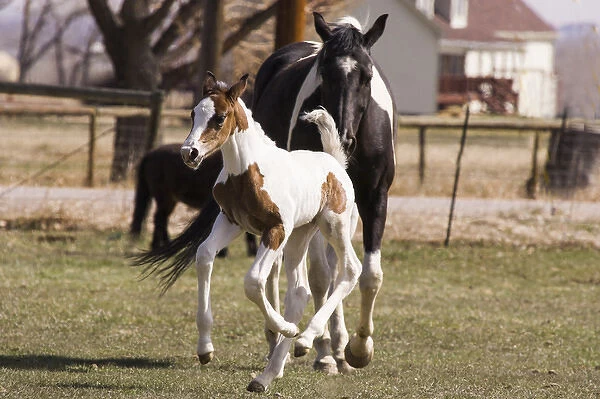 Oldenburg warmblood horse, filly, foal jumping and running