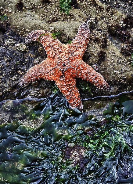 Olympic National Park, USA, Second Beach - Ochre Sea Star and seaweed