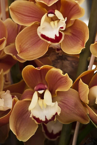 Orange orchids