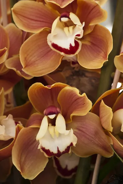 Orange orchids