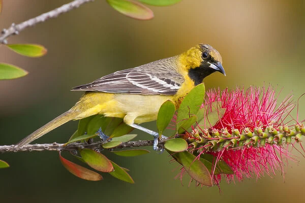 Orchard Oriole (Icterius spurius) young male feeding on nectar in bottlebrush blooms
