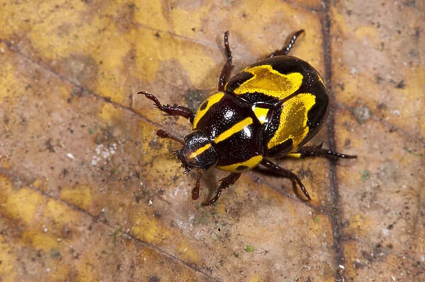 Ornate Beetle (Coleoptera), Yasuni National Park, Amazon Rainforest, ECUADOR