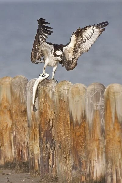 Osprey (Pandion haliaetus) on piling with menhaden caught in the Laguna Madre, South Padre Island