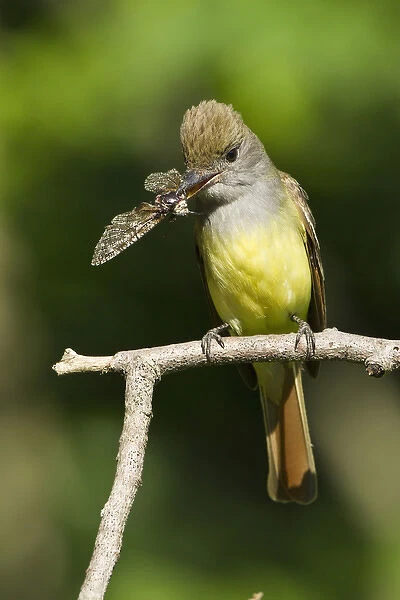 PA USA, Great Crested Flycatcher, Myiarchus crinitus, common large flycatcher East