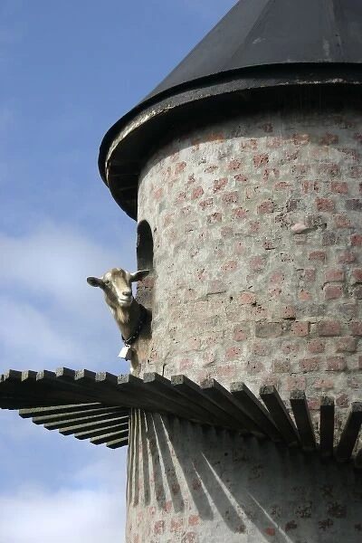 Paarl, South Africa. Fairview winery, goat tower. Producers of Goats du Roam wine