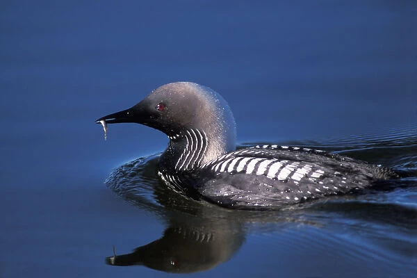pacific loon, Gravia pacifica, with a fish in its beak on the central Arctic coast