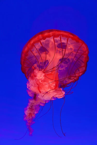 Pacific Sea Nettle Jellyfish (Chrysaora fuscescens), Shanghai Aquarium, Shanghai, China