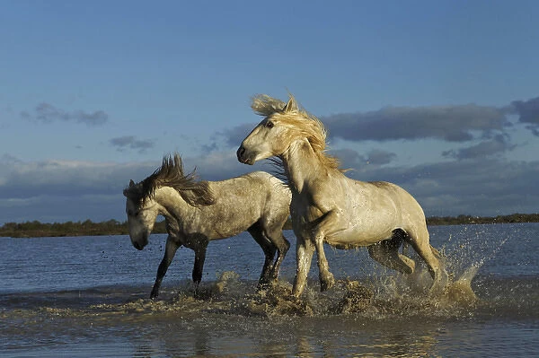 Pair of Camargue stallions fighting, southern France