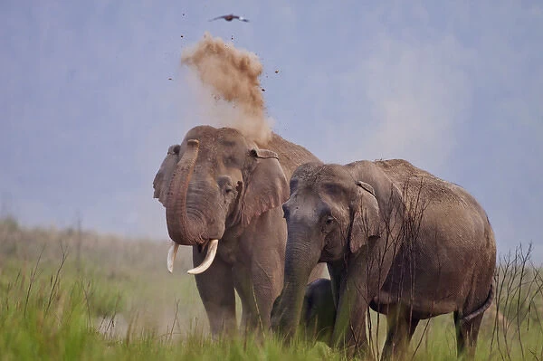 Pair of Indian  /  Asian Elephant, Corbett National Park, India