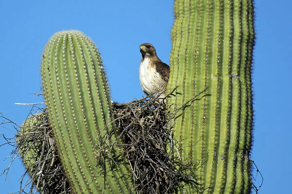 A pale morph red-tailed hawk (Buteo jamaicensis) nests in the arms of a saguaro cactus
