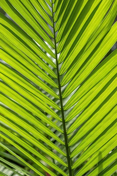 Detail of palm fronds