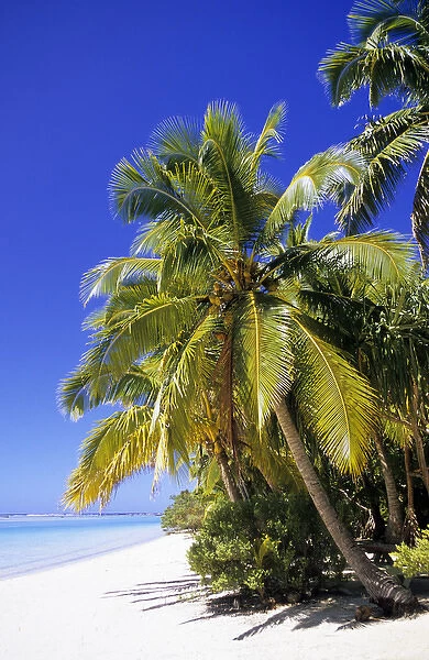 Palm lined beach Cook Islands
