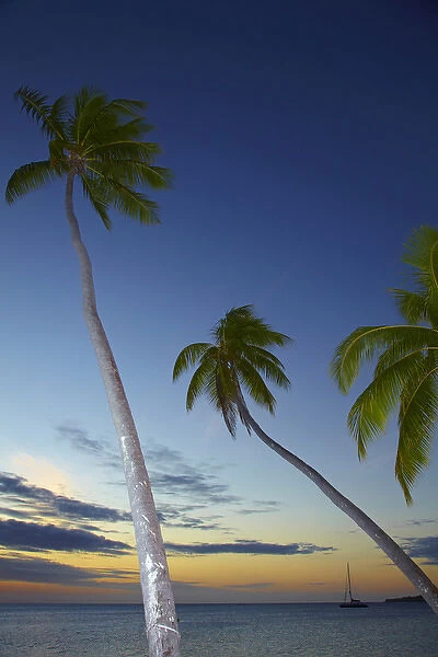Palm trees and sunset, Plantation Island Resort, Malolo Lailai Island, Mamanuca Islands