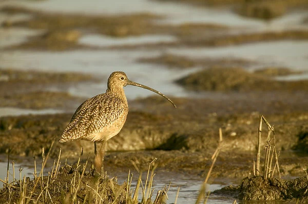 Palo Alto Baylands Nature Preserve, California, USA. Long-billed curlew walking in a tidal mudflat