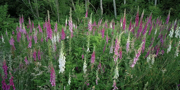 A panorama of lush foxgloves in full bloom