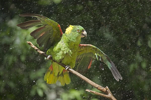 Parrot in the rain, Honduras